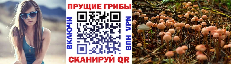 Псилоцибиновые грибы Cubensis мориарти как зайти Отрадное